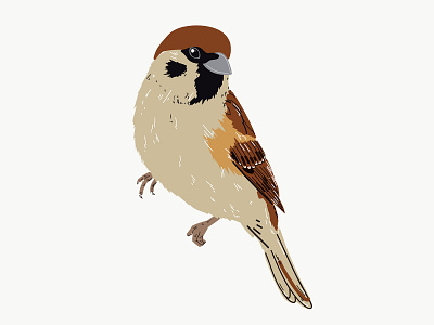Vector drawing of a sparrow.