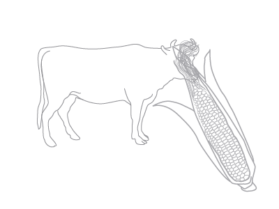 Corn Cow