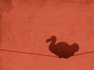 Dodo bird dodo extinct red texture