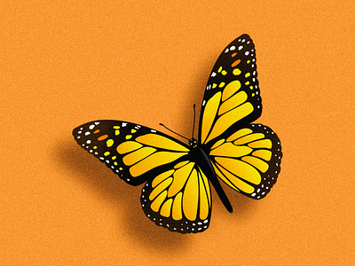 Butterfly design illustration