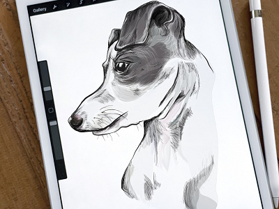 Tegan Illustration apple pencil dog graphic design illustration italian greyhound procreate vector