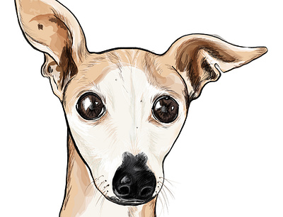 Italian Greyhound Drawing - Sorbi adobe illustrator apple pencil dog graphic design illustration italian greyhound procreate vector