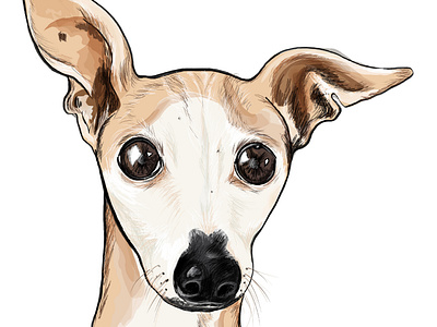 Italian Greyhound Drawing - Sorbi