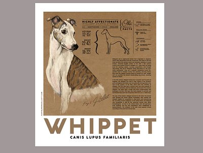 Whippet Breed Poster adobe illustrator digital illustration dog dog illustration graphic design illustration typography whippet whippet dog
