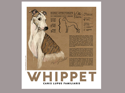 Whippet Breed Poster