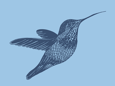 Hummingbird bird blue hand drawn hummingbird