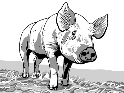 Sweet Pig 🐷 animal drawing grayscale illustration monochrome pig