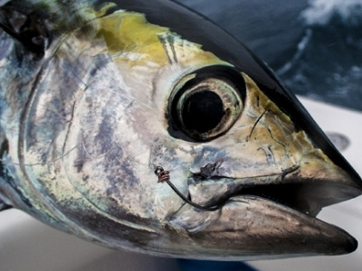 Yellowfin Tuna photography
