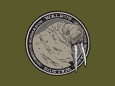 Walrus animal illustration nature ocean sea tusk walrus