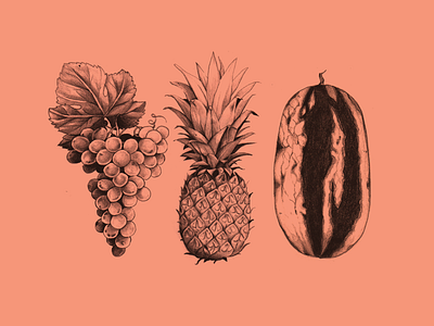 Fruit Sketches