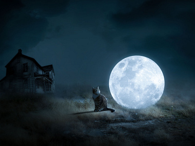 Cat With Moon - Fantasy Manipulation Photoshop photo editing photoshop photoshop manipulation