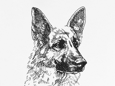 Weenja design german shepherd graphite illustration pen realism sharpie