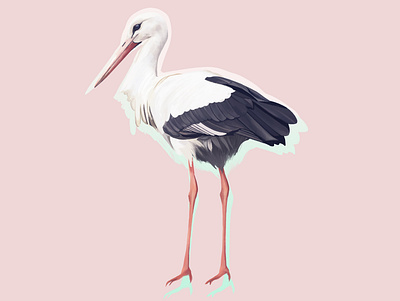 Bocian bird bird illustration digital design digital painting digitalart illustration pink procreate app stork