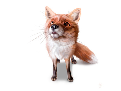 Attentive fox animal fox illustration nice orange