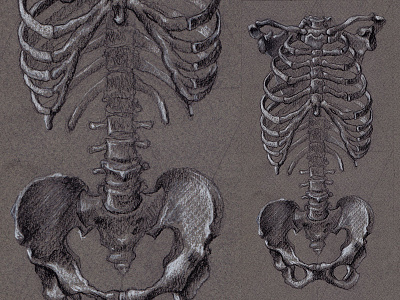 Ribcage Study ribs skeleton sketch