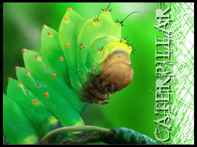 Caterpillar bug caterpillar cs5 digital painting drawing green insects photoshop artist