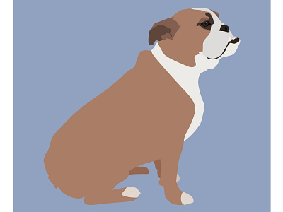 Flat bulldog 2d design flat graphic design illustration illustrator