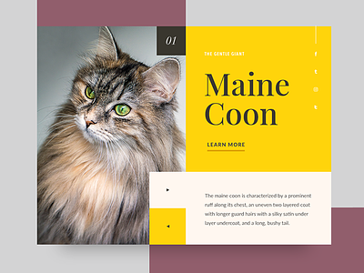 Cat 1 - Maine Coon card cat maine coon minimalism ui