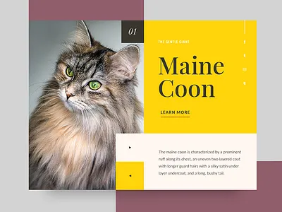 Cat 1 - Maine Coon card cat maine coon minimalism ui