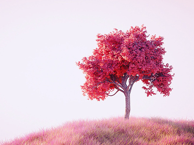 tree in pink 3d
