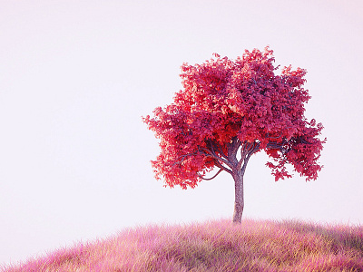 tree in pink