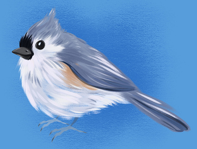 Tufted Titmouse animals bird digital illustration digital painting illustration procreate