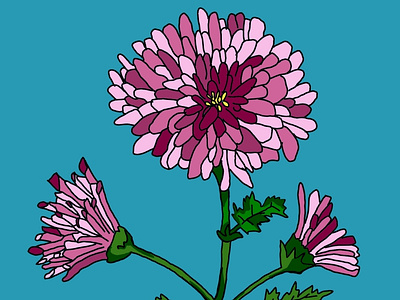 Asteraceae asteraceae asteraceae chrysanthemum flower flower illustration medibangpaint