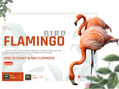 Flamingo bird.