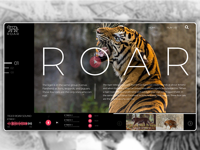 Tiger R O A R. adobe photoshop adobe xd animal attractive design illustration layout. tiger ui ux website