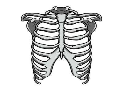 Anatomy Rib Cage - Rib Bone Anatomy Quiz : We'll Study The Basic Shape 