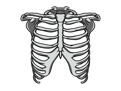 Anatomy - Thorax - Rib Cage by AlbertWStern on Dribbble