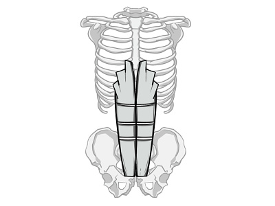 Anatomy - Rectus Abdominis