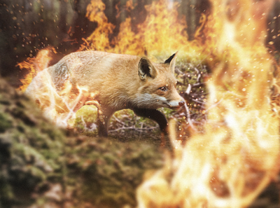 FOX photo photo manipulation photoshop