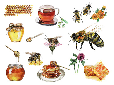 Honey bee - watercolor illustrations