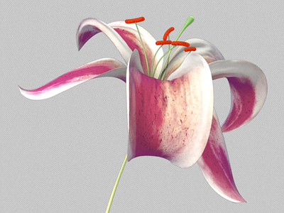 Lily c4d flower lily