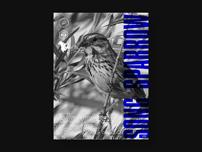 Song Sparrow badges birds monochromatic typography