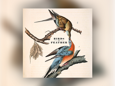 Birds of a feather audubon illustration birds typography vintage