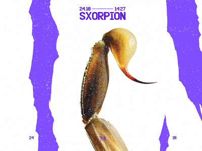 SXORPION - 24.10 branding design graphic design minimal photoshop poster purple scorpio scorpion sharp sharpen typography vector