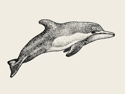 Hand Drawn Dolphin Animal Sea