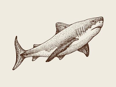 Hand Drawn Shark animal animals artwork design fish hand drawn illustraion illustration shark vector