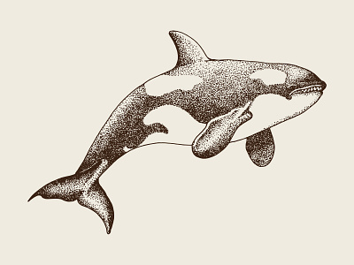 Hand Drawn Whale Animal animal animals artwork branding design fish hand drawn illustraion illustration vector whale