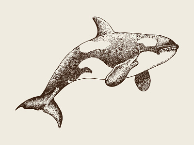 Hand Drawn Whale Animal