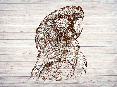 Hand Drawn Animal of Macaw animal ara background bird design drawing exotic graphic illustration isolated jungle macaw nature parrot sketch summer toucan tropical vector wildlife