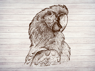 Hand Drawn Animal of Macaw