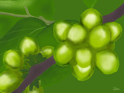 Unripe Berry design illustration paintings