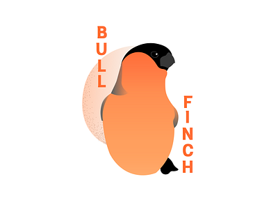 Bull Finch birds design illustration typography vector