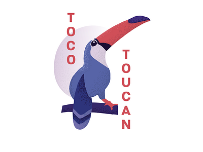 Toco Toucan