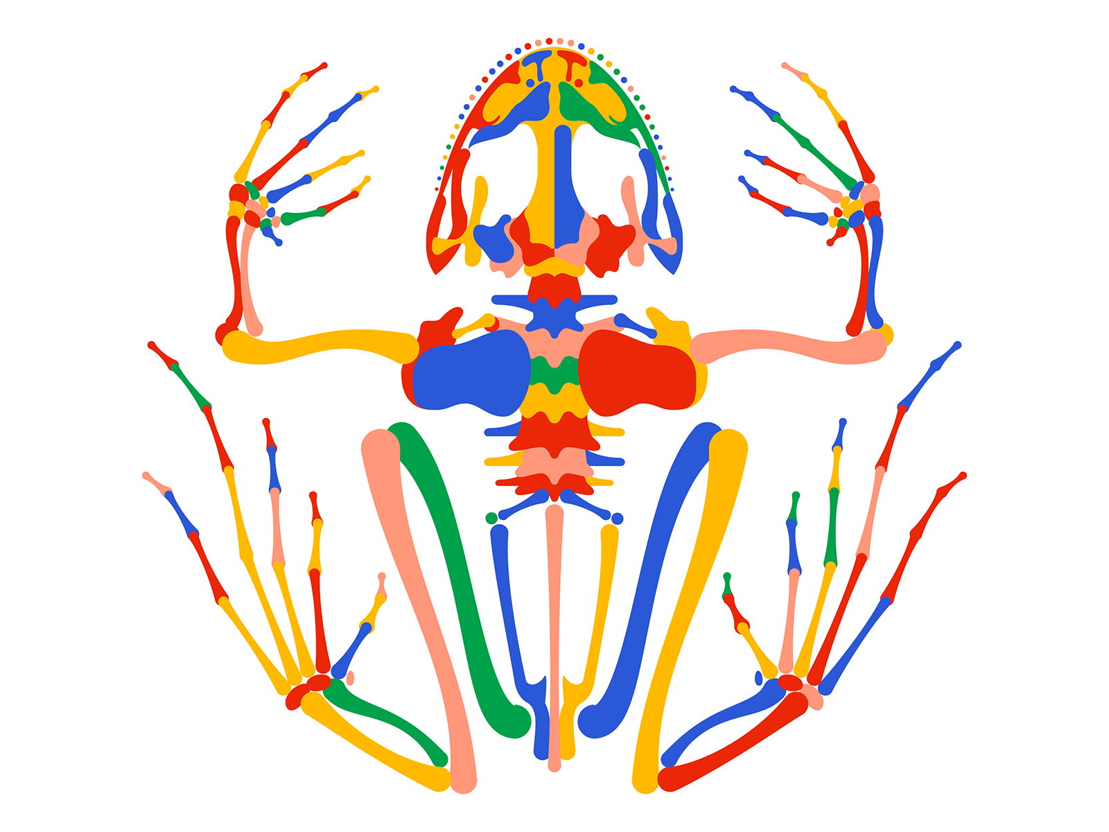 frog skeletal system skull