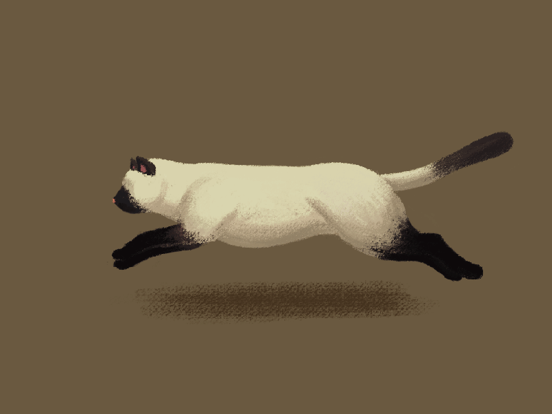 Running cat animation cat gif illustration