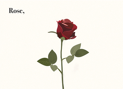 Flower Rose Illustration animation branding dark design flower graphic design illustration rose ui vector